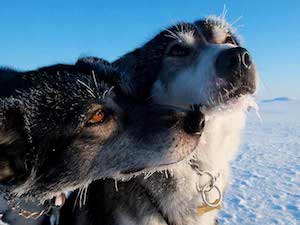 The incredible Husky dogs