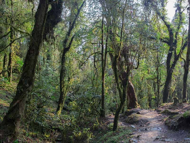 Annapurna Trek – think rhododendron forest Annapurna Sunrise trek