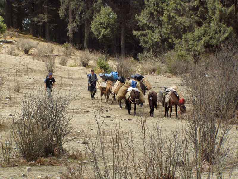 Pack animals carry the loads – not porters Druk path trek, Bhutan