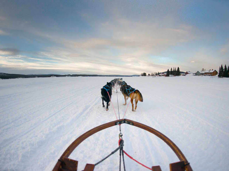 Husky Safari – pulling the sled Husky safari Norway