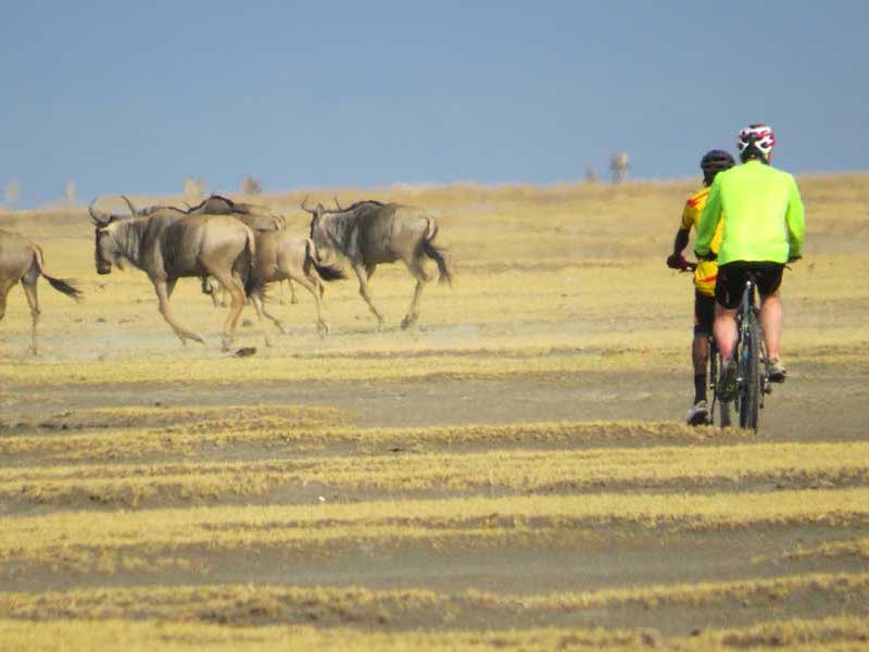 Ride close to Wildebeest on an electric bike