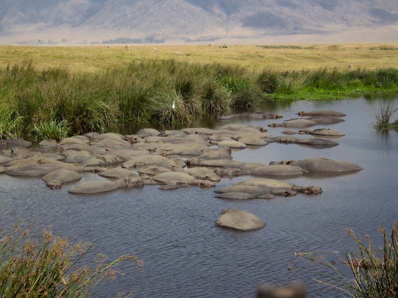 Ngorongoro bike ride, Hippo pool Hippo pool in the Ngorongoro Crater National Park