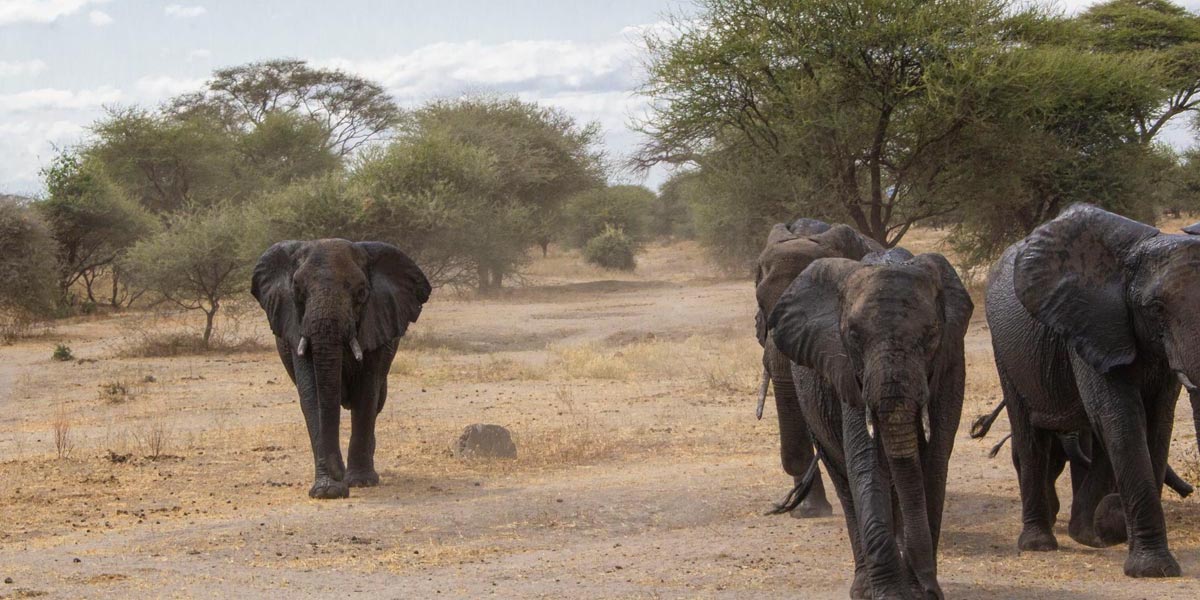 Tanzania-extension-Tarangire-elephants-walking-towards Marching elephants in Tarangire National Park - Kilimanjaro extension