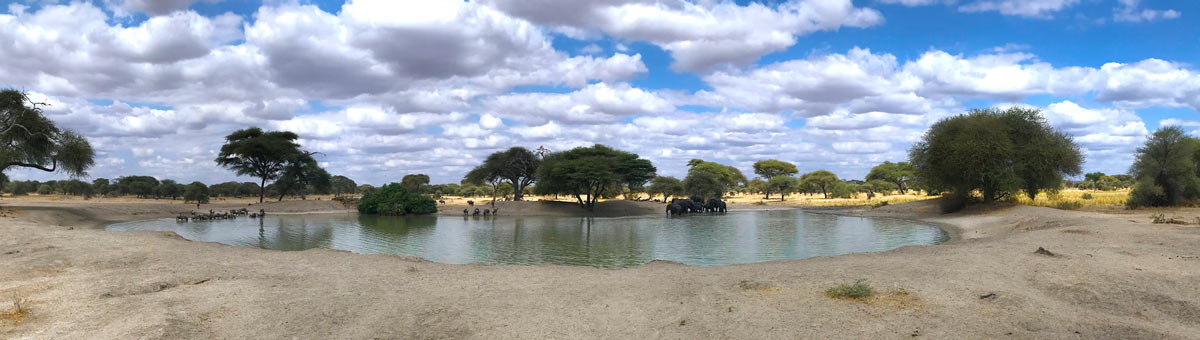 Tanzania-extension-Tarangire-pool-elephant-wildebeest Tanzania extensions - Kilimanjaro, Safari, Zanzibar