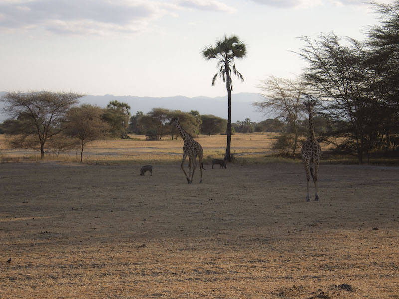 Tanzania-extension-two-young-giraffe Two young Giraffe