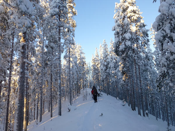 Finland-winter-multi-activity-holiday-snowshoe-ridge-600 Snowshoeing, Finland winter multi-activity holiday
