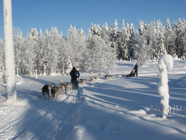 Husky sledding, Family Winter Holiday, Finland ski tour