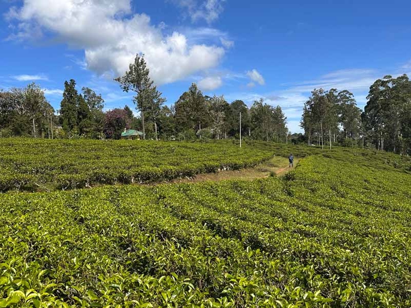 Pekoe Trail – classic tea trail Pekoe Trail