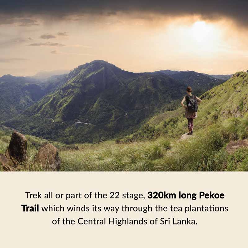 Sri Lanka Highlights – Pekoe Trail pekoe trail sri lanka