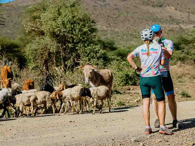 Ngorongoro-ride-sheep Ngorongoro bike ride